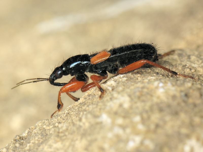 Prostemma guttula (Fabricius, 1787)